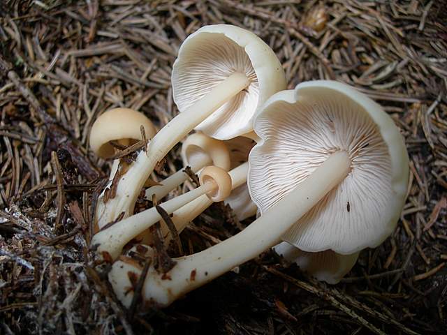 Alcune specie di fine primavera